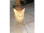 Adopt Tiger a Orange or Red Calico / Mixed (long coat) cat in Millville