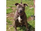 Adopt Sally A Pit Bull Terrier / Mixed Dog In Salisbury, MD (34696688)