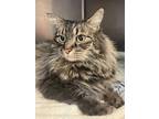 Adopt Griffey a Tan or Fawn Maine Coon / Domestic Shorthair / Mixed cat in