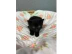 Adopt Linx a All Black Domestic Shorthair / Domestic Shorthair / Mixed cat in