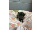 Adopt Lupa a Gray or Blue Domestic Shorthair / Domestic Shorthair / Mixed cat in