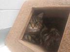 Adopt Ben - Kitchener a Brown or Chocolate Domestic Longhair / Domestic