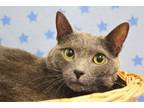 Adopt Steve a Domestic Shorthair / Mixed cat in Indiana, PA (34696693)