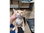 Adopt Kitten Two a Orange or Red Domestic Shorthair / Domestic Shorthair / Mixed