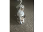 Adopt Skip a White - with Brown or Chocolate Jack Russell Terrier / Mixed dog in