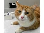 Adopt Crescendo a Domestic Mediumhair / Mixed cat in Vancouver, BC (34696587)