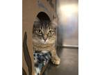 Adopt Chloe a Domestic Mediumhair / Mixed cat in Burnaby, BC (34696567)