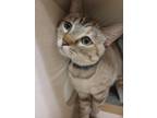 Adopt Peach a Siamese / Mixed cat in Lincoln, NE (34696444)
