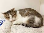 Adopt CATHERINE a Brown Tabby Domestic Shorthair / Mixed (short coat) cat in St.