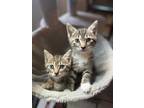Adopt PENELOPE a Gray, Blue or Silver Tabby Domestic Shorthair / Mixed (short