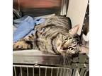 Adopt Nik a Domestic Shorthair / Mixed cat in Raleigh, NC (34696220)