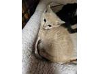 Adopt Beam A Tan Or Fawn Domestic Shorthair / Domestic Shorthair / Mixed Cat In