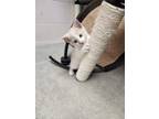 Adopt Buoy a White Domestic Shorthair / Domestic Shorthair / Mixed cat in