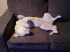 Adopt Mia a White German Shepherd Dog / Husky / Mixed dog in Port Orchard