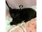 Adopt Vans a All Black Domestic Shorthair / Domestic Shorthair / Mixed cat in