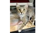 Adopt Rylee a Brown or Chocolate Domestic Shorthair / Domestic Shorthair / Mixed