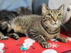 Adopt Ricearoni a Brown or Chocolate Domestic Shorthair / Domestic Shorthair /