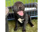 Adopt Mary a Black Labrador Retriever / Mixed dog in Kenedy, TX (34696085)