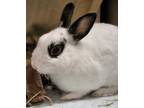 Adopt Austin a White Other/Unknown / Mixed rabbit in Montreal, QC (34695779)