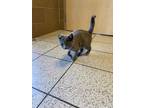 Adopt Frogger A Gray Or Blue Domestic Shorthair / Domestic Shorthair / Mixed