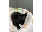 Adopt Bert a All Black Domestic Shorthair / Domestic Shorthair / Mixed cat in