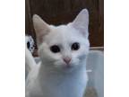 Adopt Elsa A White Domestic Shorthair (short Coat) Cat In Colfax, IA (33428098)