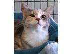 Adopt Anna A Calico Or Dilute Calico Domestic Shorthair (short Coat) Cat In