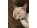 Adopt koda a White Siamese / Mixed (short coat) cat in Chandler, AZ (34695869)