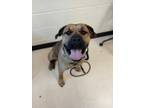 Adopt Neal a Tan/Yellow/Fawn Bullmastiff / Mixed dog in Westland, MI (34695831)