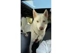 Adopt Lilly a White Husky / German Shepherd Dog dog in Lithia, FL (34683804)