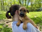 Adopt Thor Odison a Brown/Chocolate Mixed Breed (Large) / Mixed dog in New