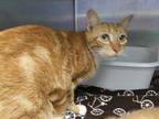 Adopt MITTENS a Orange or Red Tabby Domestic Shorthair / Mixed (short coat) cat