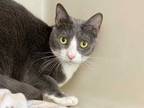 Adopt Grayson a Gray or Blue Domestic Shorthair / Domestic Shorthair / Mixed cat