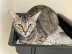 Adopt Latte a Brown or Chocolate Domestic Shorthair / Domestic Shorthair / Mixed