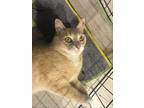 Adopt Linguine a Tan or Fawn Domestic Shorthair / Mixed cat in Wilmington