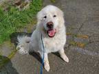 Adopt IVAN a White Great Pyrenees / Mixed dog in Tacoma, WA (34695630)