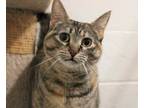 Adopt MARY A Brown Tabby Domestic Shorthair  Mixed Short Coat Cat In Olathe KS 34695602

Spayedneutered