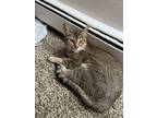Adopt Gaia a Brown Tabby Abyssinian / Mixed (short coat) cat in Des Plaines