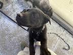Adopt SPROUT a Black - with White Labrador Retriever / Mixed dog in Boston