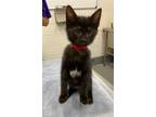 Adopt MARY a All Black Domestic Shorthair / Mixed (short coat) cat in Peoria