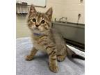 Adopt MARK a Brown Tabby Domestic Shorthair / Mixed (short coat) cat in Peoria