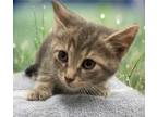 Adopt TOM a Gray, Blue or Silver Tabby Domestic Shorthair / Mixed (short coat)