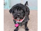 Adopt Maddie a Black Shih Tzu / Mixed dog in Albuquerque, NM (34695574)
