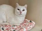 Adopt Bo a White Domestic Shorthair / Domestic Shorthair / Mixed cat in New