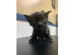 Adopt Frodo - Foster Needed (Too Young) a All Black Domestic Shorthair /