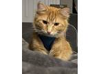 Adopt Sonny a Orange or Red Tabby Domestic Longhair / Mixed (long coat) cat in