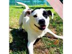 Adopt Ponyo a White - with Tan, Yellow or Fawn American Staffordshire Terrier /