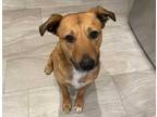 Mr Toby Is The Sweetest Boy Who Is Looking For A Quiet Structured But Active Dogexperienced Home He Was Originally Kept Outside On A Chain Which Ended