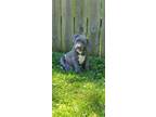 Adopt Antoni a Gray/Blue/Silver/Salt & Pepper American Pit Bull Terrier / Mixed