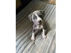 Adopt Tan a Gray/Blue/Silver/Salt & Pepper American Pit Bull Terrier / Mixed dog